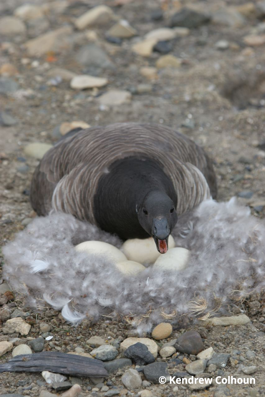 Eastern High Arctic Brant brant defending nest Kendrew Colhoun
